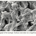 Figure 2: SEM photograph of the hydrogel. Surfaces were taken at a magnification of 2500, and the scale bar is 10 μm.