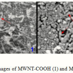 Figure 4: The SEM images of MWNT-COOH (1) and MWNT-benzoxazole(3)