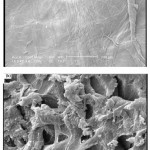 Figure 2: SEM photograph of the optimized superabsorbent hydrogel. Surface of pure carboxymethylcelloluse(a); Surface of porous hydrogel(b).
