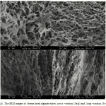 Figure 3: The SEM images of  freeze dried alginate tubes; cross –section (3a-b) and  long –section (3c-d).