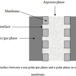 Figure 3: Interface between a non polar/gas phase and a polar phase in a hydrophilic membrane.