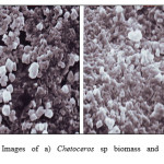 Figure 2: SEM Images of a) Chetoceros sp biomass and b) Chetoceros sp biomasssilica
