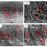 Figure 1: Micrographs of different studied materials after immersion in sea water for 30  days.