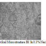 Figure 5: Opt ical microstructure B1 in 0.1% NaCl ( 500X  ).