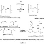 Scheme1. Proposed mechanistic pathway for synthesis of collagen-g-poly(AMPS-co-AcA) coplymer