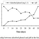 Figure 1:The relationship between adsorbed phenol and pH in the bioregeneration reactor.