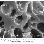 Figure 1: SEM photograph of the hydrogel. Surfaces were taken at a magnification of 500, and the scale bar is 6 μm.