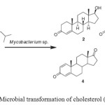 Figure 2: Microbial transformation of cholesterol (1).
