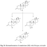 Figure 22: Biotransformation of oxandrolone (112) with Rhizopus stolonifer.
