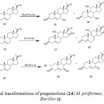 Figure 5: Microbial transformations of pregnenolone (24) M. piriformus, B. cinerea and Bacillus sp.