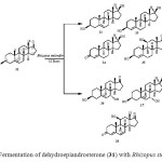 Figure 6: Fermentation of dehydroepiandrosterone (31) with Rhizopus stolonifer.