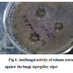 Figure 4: Antifungal activity of toluene extracts against the fungi Aspergillus niger.