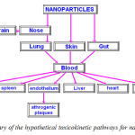 Fig2: Summary of the hypothetical toxicokinetic pathways for nanoparticels