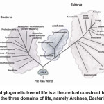 Fig. 1:  The phylogenetic tree of life is a theoretical construct to explain the emergence of the three domains of life, namely Archaea, Bacteria and Eukarya