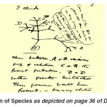 Fig. 2: Transmutation of Species as depicted on page 36 of Darwin’s notebook B