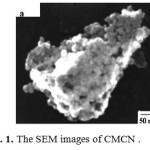 Fig. 1. The SEM images of CMCN