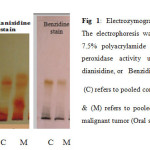 Fig 1: Electrozymogram showing peroxidases profile. The electrophoresis was carried out using conventional 7.5% polyacrylamide gel. The gels were stained for peroxidase activity using either of TMPZ, or o-dianisidine, or   Benzidine as a substrate.