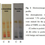Fig 2: Electrozymogram showing peroxidase profile.