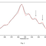 Fig. 2 – Representative FSD infrared spectra in the amide I region of hemoglobin in bidistilled water solution after 4 h of exposure to 50 Hz frequency EMF at 1 mT. The relative increases in intensity of β-sheet features (indicated by arrows) after exposure were evidenced by FSD analysis. Red lines represent exposed samples spectra.