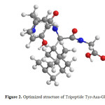 Figure 2. Optimized structure of Tripeptide Tyr-Aaa-Gly.