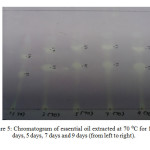 Figure 5: Chromatogram of essential oil extracted at 70 ⁰C for 1 day, 3 days, 5 days, 7 days and 9 days (from left to right). 