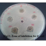 Fig11: Zone of inhibition for E. coli