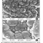 Fig 4: FeSEM images of biosynthesized silver nanoparticles from Enterococcus    faecalis