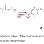 Figure 2:.Biotransformation pathway of ethyl p-methoxycinnamate into ethyl p-hydroxycinnamate acid by Aspergillus niger