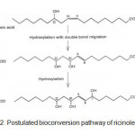 Figure 2: Postulated bioconversion pathway of ricinoleic acid3 