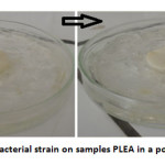 Fig. 3: Growth of a bacterial strain on samples PLEA in a poor medium at 37 °C
