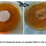 Fig. 4: Growth of a bacterial strain on samples PLEA in rich media at 37 °C