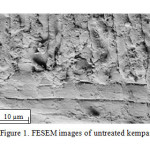 Figure 1. FESEM images of untreated kempas