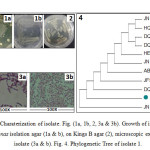 Fig.1. Charaterization of isolate. Fig. (1a, 1b, 2, 3a & 3b). Growth of isolate, on Pseudomonas isolation agar (1a & b), on Kings B agar (2), microscopic examination of isolate (3a & b). Fig. 4. Phylogenetic Tree of isolate 1.