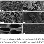Fig. 3. SEM image of cellulose agricultural wastes (walnutshell  (WS), Pstahio shell (PS), Orange peel(OP), Tea waste(TW) and Almond shell (AS))