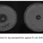 Fig. 4) Zone of inhibition by Ag nanoparticles against E.coli (left) and B. subtilis (right)