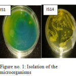 Figure no. 1: Isolation of the microorganisms