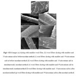 Fig2: SEM images (a) dyeing with madder wool fiber, (b) wool fibers dyeing with madder and  1%zirconium salt in before mordant method (c) wool fibers dyeing with madder and  9%zirconium salt in before mordant method (d) wool fibers dyeing with madder and  1%zirconium salt in simultaneously mordant method (e) wool fibers dyeing with madder and 9%zirconium salt in simultaneously mordant method (f) wool fibers dyeing with madder and  1%zirconium salt in after mordant method (g) wool fibers dyeing with madder and  9%zirconium salt in after mordant method.