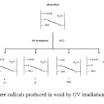 Fig5: Free radicals produced in wool by UV irradiation[13-21] 