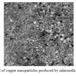 Fig. 3) SEM of copper nanoparticles produced by salmonella typhimurium