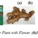 Figure 1. (a) Ginger Plant with Flower ;(b)Fresh ginger rhizome.