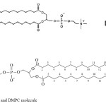 Fig.1. DPPC and DMPC molecule