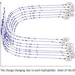 Fig3: The charge changing due to each hydrophobic chain of the DPPC