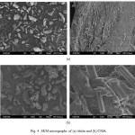 Fig. 4: SEM micrographs of (a) chitin and (b) CMA