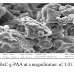 Fig. 9: SEM micrograph of SRκC-g-PAA at a magnification of 1.01 Kx and the scale bar is 10 µm.