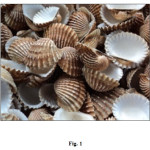 Fig1: The cockle shells 