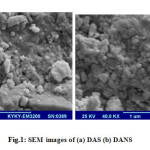 Fig.1: SEM images of (a) DAS (b) DANS