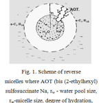 Fig. 1. Scheme of reverse micelles where AOT (bis (2-ethylhexyl) sulfosuccinate Na, rw - water pool size, rm-micelle size, degree of hydration, w = [H2O] / [AOT], n-C7H16 - isooctane.