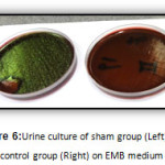 Figure 6:Urine culture of sham group (Left) and control group (Right) on EMB medium