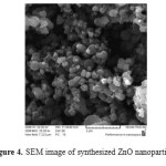 Figure 4. SEM image of synthesized ZnO nanoparticles.