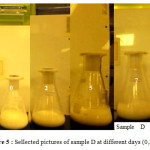 Figure 5 : Sellected pictures of sample D at different days (0,2,5,7)